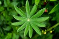 Close up photo of green leafs with rain drops in soft focus