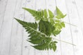 Photo of the green leaves of the forest fern plant Royalty Free Stock Photo