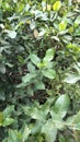 photo of green leaves in office yard