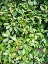 Photo of green leaves