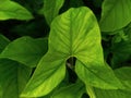 Green leaves of wild plants around the house Royalty Free Stock Photo