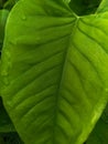 Green leaves of wild plants around the house Royalty Free Stock Photo