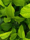 Green leaves of wild plants around the house Royalty Free Stock Photo