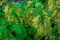 A photo of green leaves and yellow flowers on a bush. Branches of a flowering bush of red currant Royalty Free Stock Photo