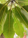 photo of green mango leaves Royalty Free Stock Photo