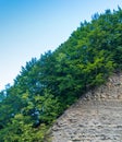 Photo of green misty thick Carpathian forest on the rock at summer day in mountains