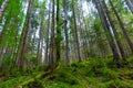 Photo of green misty thick Carpathian forest at summer day in mountains