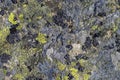 Green moss stone texture Royalty Free Stock Photo