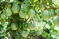 Passion Fruit in the tree Royalty Free Stock Photo