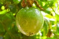 Passion Fruit in the tree Royalty Free Stock Photo