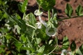 Photo of green pea flowers on a sprout. The theme of seasonal planting, gardening