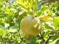 Green pomegranate on tree branche