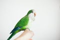 Photo of a green Quaker parrot sitting on woman`s hand. Royalty Free Stock Photo