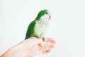 Photo of a green Quaker parrot sitting on woman`s hand. Royalty Free Stock Photo