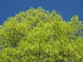 Green Tree and Blue Sky in April in Spring