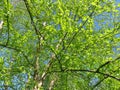 Pretty Green Tree and Leaves in Spring in April