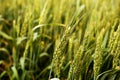 Photo of green wheat fields for baisakhi festival Royalty Free Stock Photo