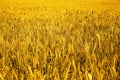 Photo of green wheat fields for baisakhi festival Royalty Free Stock Photo