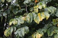 Photo of green-yellow chestnut leaves.