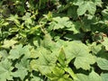 Photo of greenery in the garden. Pulutan Urena lobata is a plant that belongs to the Malvaceae or cotton family Royalty Free Stock Photo