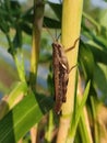 Photo of greenish-brown grasshopper on a corn tree