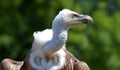 Photo of a Griffon Vulture