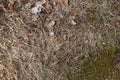Photo of the ground covered with some green and yellow grass, pine needles, leaves and other plant pieces during the fall season. Royalty Free Stock Photo