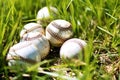 Photo of a group of baseballs scattered on the green grass