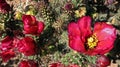 Exotic magenta Arizona cactus flower background