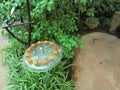 Butterflies pouring nectar inside a large greenhouse