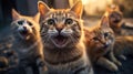 Cat selfie Royalty Free Stock Photo