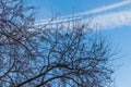 The photo of a group of crisp and blurred white traces of airplanes in a blue sky with dark silhouettes of branches of apple trees