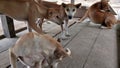 Photo of a group of dogs sitting Royalty Free Stock Photo