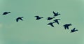 photo of a group of ducks flying