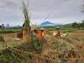 Pemalang, Central Java, Indonesia April 13, 2023. Photo of a group of farmers harvesting rice in Indonesia