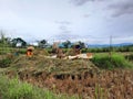 Pemalang, Central Java, Indonesia April 13, 2023. Photo of a group of farmers harvesting rice in Indonesia