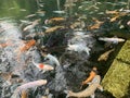 Photo of a group of koi fish swimming in clear water Royalty Free Stock Photo
