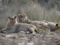 Photo of a group of lions