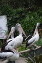 photo of a group of pelicans