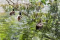 A photo of a group of three beautiful colorful young adult ducks swims in the pond with reflections of green leaves in the park in Royalty Free Stock Photo