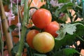 Photo of group of tomato hanging on tomato tree in plantation.