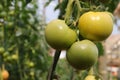 Photo of group of tomato hanging on tomato tree in plantation.