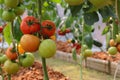 Photo of group of tomato hanging on tomato tree in plantation.