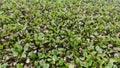 Photo of a group of water hyacinth in the middle of a swamp