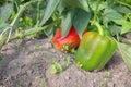 Photo of growing pepper, selective focus Royalty Free Stock Photo