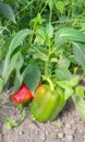 Photo of growing pepper, selective focus Royalty Free Stock Photo
