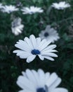 A photo of growing white osteospermum ecklonis flower Royalty Free Stock Photo