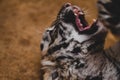 Photo of a growling angry tiger cub.