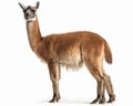 photo of guanaco Lama guanicoe isolated on white background. Generative AI