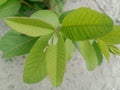 This is a photo of a guava leaf tip Royalty Free Stock Photo